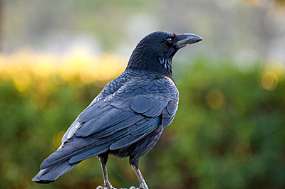 第2回 カラスの生態 コラム 鳩よけ 鳥害対策なら株式会社コーユー