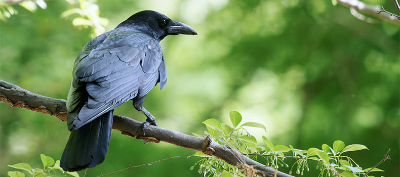 カラスの生態 | コラム | 鳩よけ・鳥害対策なら株式会社コーユー